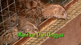 Download lagu LAPTOP SI UNYIL - UNGGAS 20 November 2015 2-1 mp3