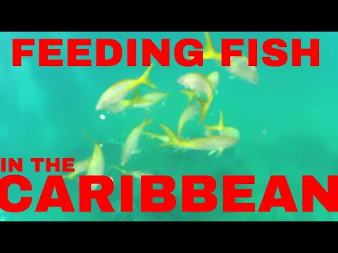 Feeding fish in the tropical Dominican Republic waters