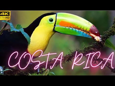 COSTA RICA IN 4K. Happiest Country On Earth With Exotic Wildlife | Scenic Relaxation Film.