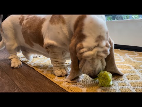 My Basset Hound dog Vincent munching on some romaine lettuce.