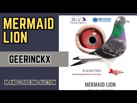 ' Mermaid Lion ' Geerinckx Best Racing Pigeons For Sale In Mc Pigeon Auctions