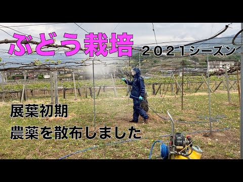 , title : '山梨県ぶどう栽培2021シーズン　農薬散布（4月）'