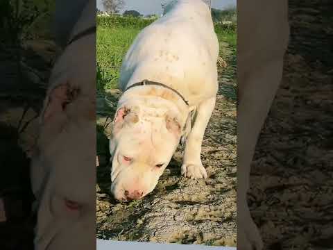 Raveena bully dog india 🇮🇳🇮🇳🐶🐶🐶#youtube #shorts