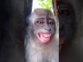 Monke Rizz Monkey Shorts Rizz