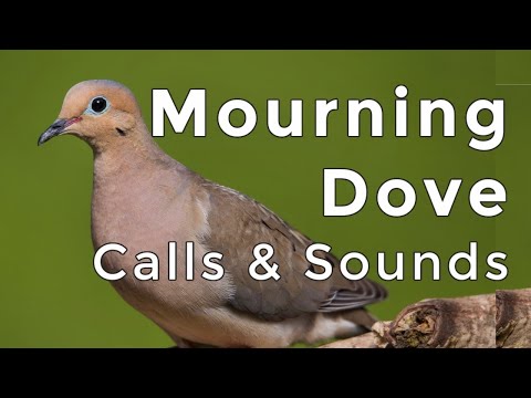 Mourning Dove Calls and Sounds (2024) - The THREE noises these birds make!