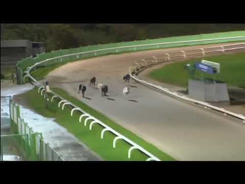Fabulous Skylar   BGBF British Bred Midlands Sprint Trophy   Heat 2