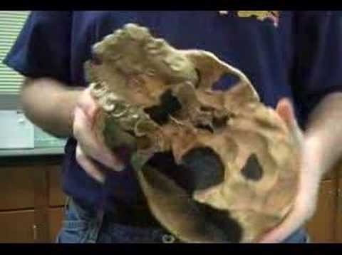 download lagu mp3 mp4 Broken Hill Skull, download lagu Broken Hill Skull gratis, unduh video klip Broken Hill Skull