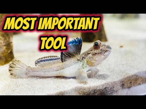 THE MOST IMPORTANT TOOL!  Using a Refractometer for Brackish and Marine Aquariums