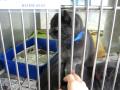 Two Gray Cats In A Cage