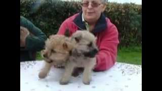 preview picture of video 'Valeries & Ernies Pups - Cairn Terriers'
