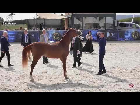 N.26 ELGAROLIA - European Championship 2020 - Prague - Fillies 2 Years Old (Class 2B)