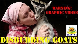 Disbudding Our Kid Goats (GRAPHIC!)