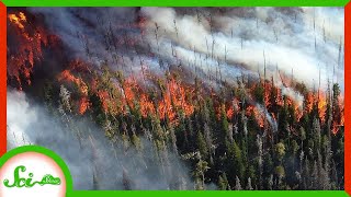 Soon, Nature May Stop Helping Us Fight Climate Change | SciShow News
