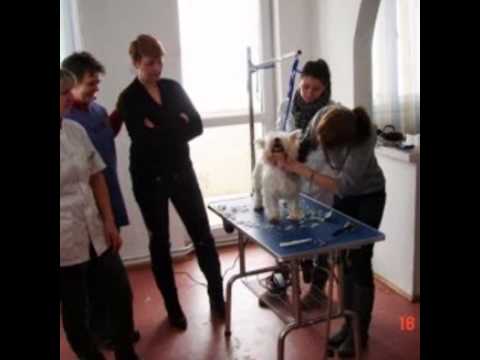 Curs Frizerie Canina Slatina