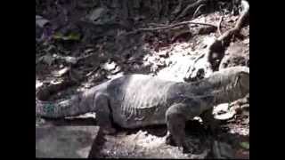 preview picture of video 'Biawak@Papuma.flv'