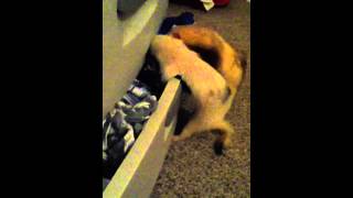 Ferrets stealing my clothes