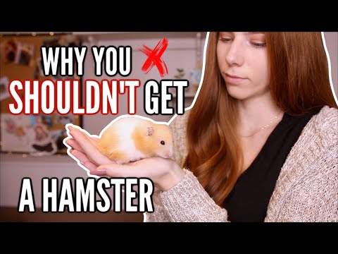 why you SHOULDN'T get a hamster