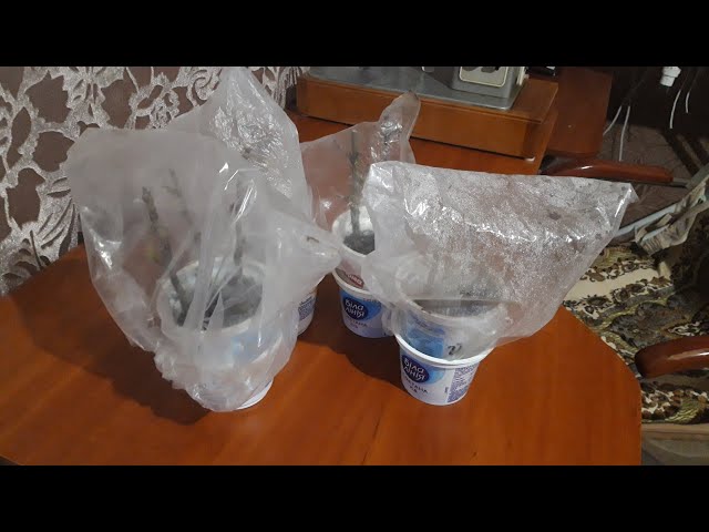 Youtube Video Youtube Video