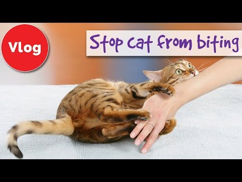 How to stop your cat from biting you - YouTube