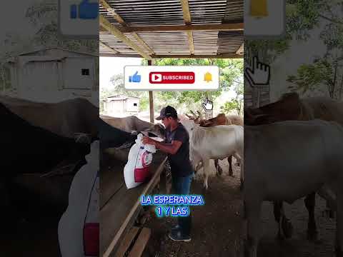 Ganaderia de Rio San Juan #ganaderia #riosanjuan #Nicaragua #ganaderos #ganadonicaragua #ganaderos