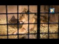 INSTINTO ANIMAL T2 P1 REPORTAJE Bioparque Pachuca INSTINTO ANIMAL T2 P1 REPORTAJE Bioparque Pachuca