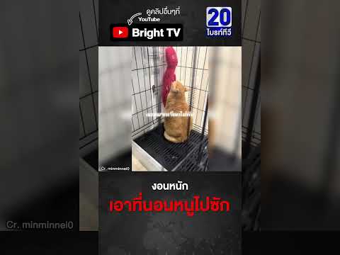 เจ้าเหมียวงอนพยาบาล เอาที่นอนหนูไปซักทำไม