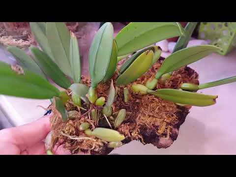 Бульбофиллумы обзор МАРТ 2019