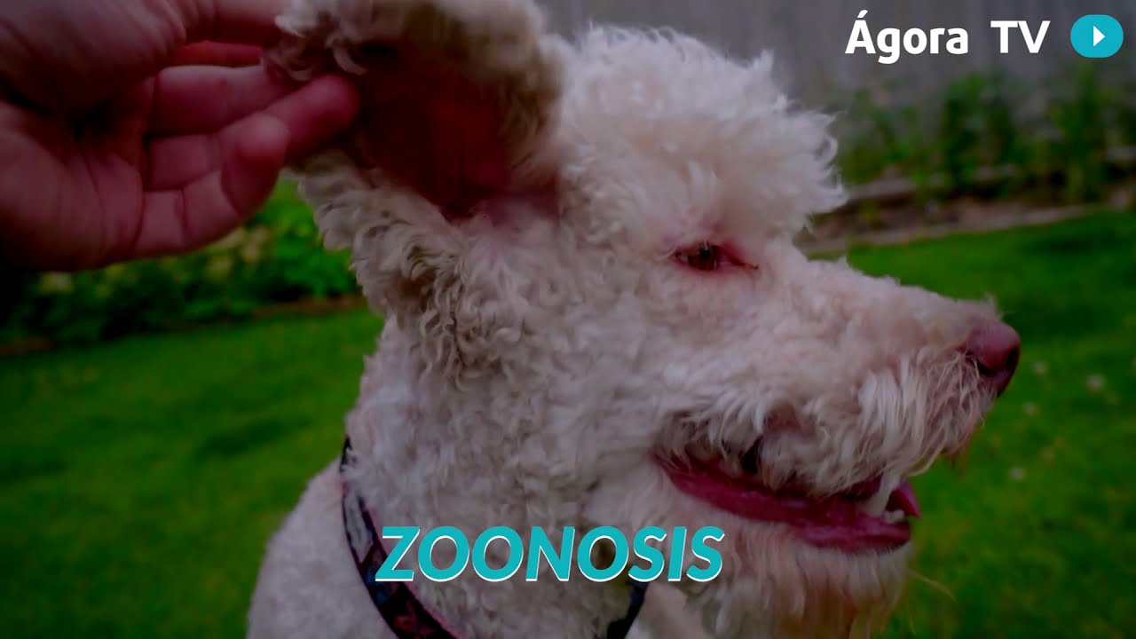 Agorapedia: ¿Qué es la zoonosis