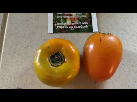 Different types of persimmon Fuyu and Hachiya non astringent and astringent