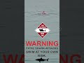 Great White Ambush Jaw Dropping Shark Attack Filmed Up Close