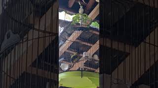 Download lagu kicau merdu kepodang di siang hari mp3