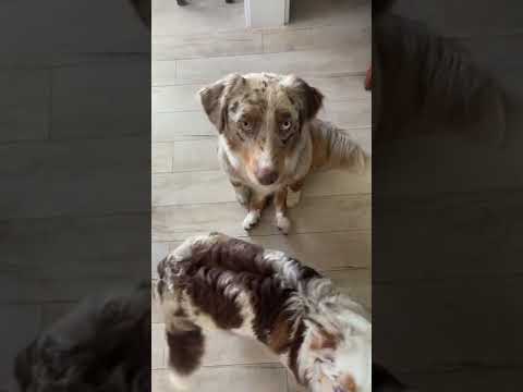 Dog's Weird Way of Sitting Goes Viral