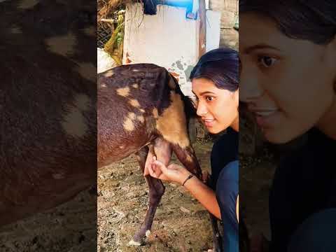 #goat #baffalo #caw #cow #animal #animals #animals #caw #caw #caw #caw #goatlings #goatlings #goatl
