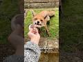 The Fox Gave Her Child To A Human Shorts Animals Fox Heartwarming Rescue