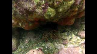 Free Diving Tauranga NZ GOPRO