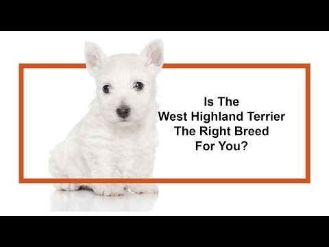 West Highland Terrier Breed Video