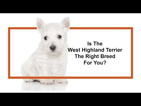 West Highland Terrier