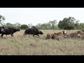 LIONS Vs BUFFALO Bulls A Futile Rescue Attempt