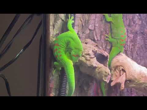 Giant Day Gecko’s BREEDING Part 4
