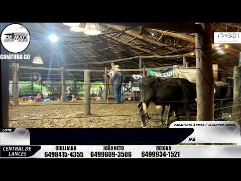 Leilão de gado em Goiatuba Goiás,  06/06/2026 - Mata Preta  Leilões - 14:30 Hs