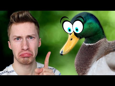 Sorsa puri mua sormesta