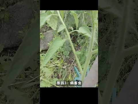 なぜトマトは育たないのでしょうか？この夏、すべてのチャンスを味方につけるためにすべきこととしてはいけないこと!  庭園