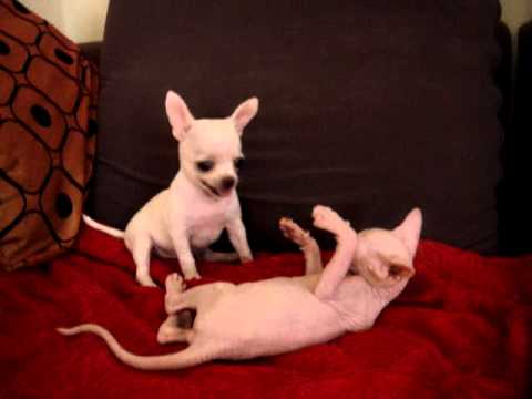 sphynx kitten and chihuahua puppy playing...