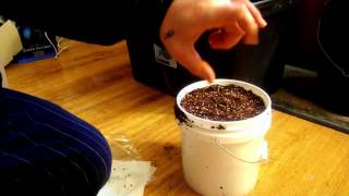 How to plant germinated seeds into soil