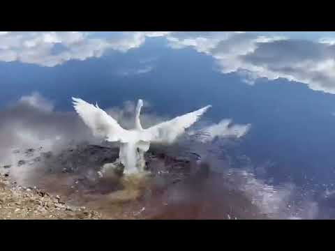 Диких птиц, спасенных в прошлом году в Ленском и Мирнинском районах Якутии, выпустили на свободу