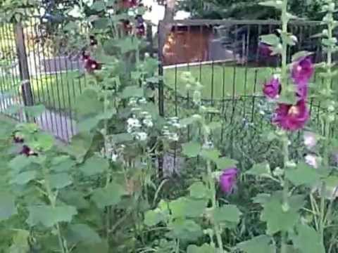 Nasze, polskie malwy powinny zdobić otoczenie domostw