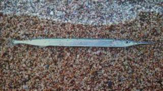 sunlight max richter