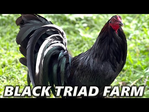 Beautiful White Black Grey McRae Kleso Claret Gilliam Roundhead - Triad Farm in Hawaii