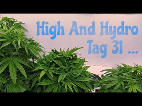 High And Hydro - Folge 6 - Zwischenstand Tag 31