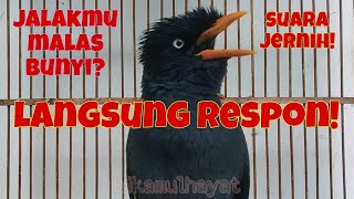 Download lagu Pancingan jalak kebo jantan mata putih suara jernih mp3